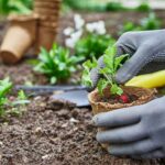Gardener hands picking and planting vegetable plant in the garden