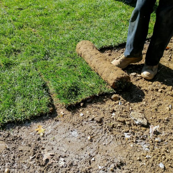 Gardener applying turf of roll green lawn grass in the backyard