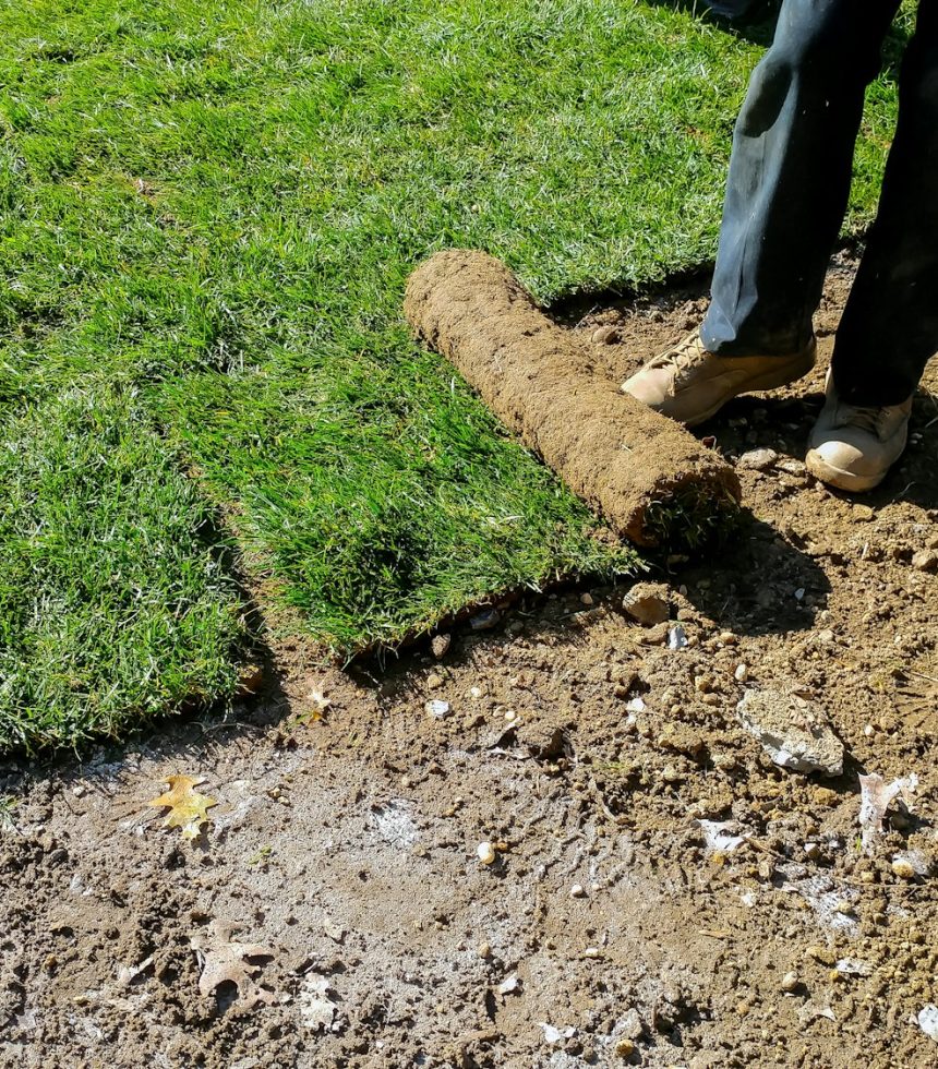 Gardener applying turf of roll green lawn grass in the backyard